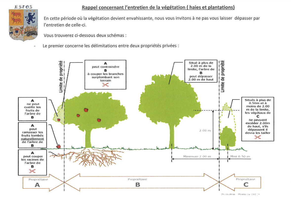 vegetation illustration